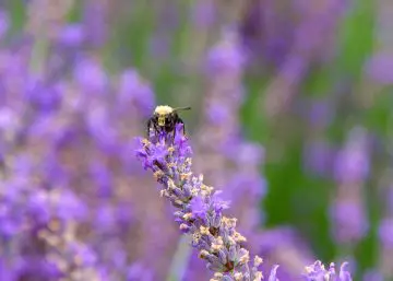 Lavender Plant Pollinated by a Bee