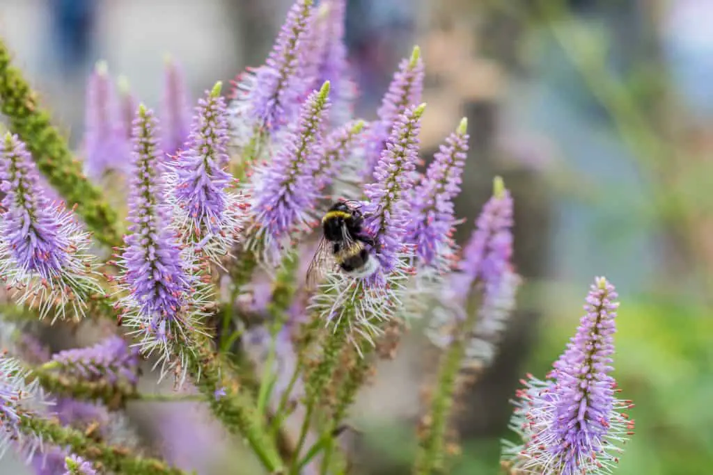 Liatris Flower Blooms