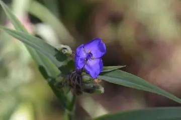Close up of a single spiderwort flower in a garden