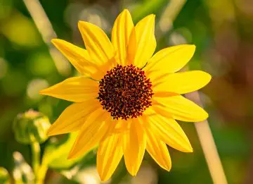 Beautiful close up image of a beach sunflower, a native Florida flower