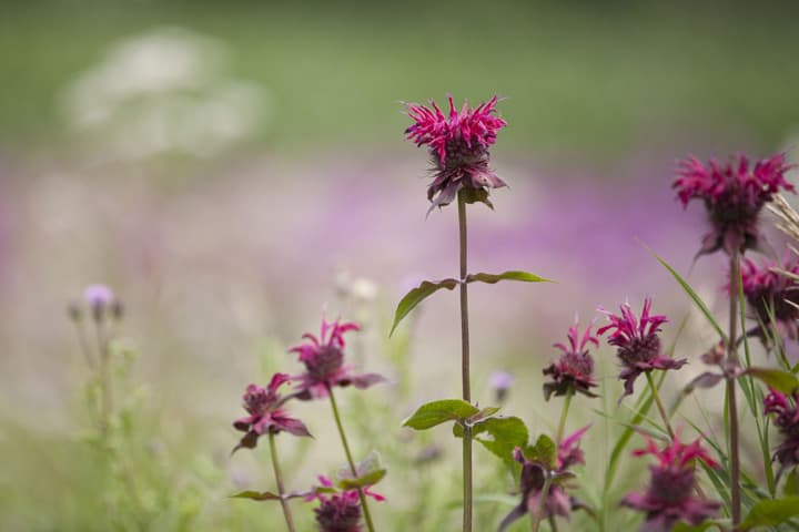 Bee Balm Monarda Flower Attracting Bees