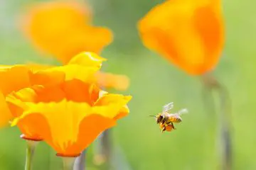 A Bee Approaching a Beautiful California Poppy flower