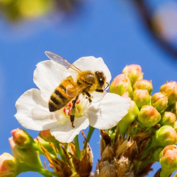 Bee on Flowers