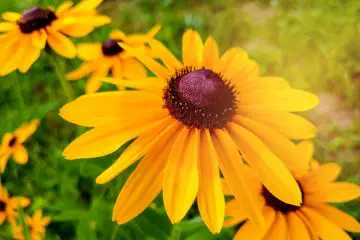 Black Eyed Susan Flower Attracting Bees