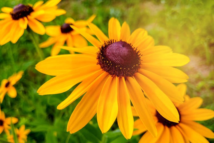 Black Eyed Susan Single Flower Close Up