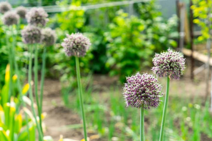 Garlic plant as a snake repellant