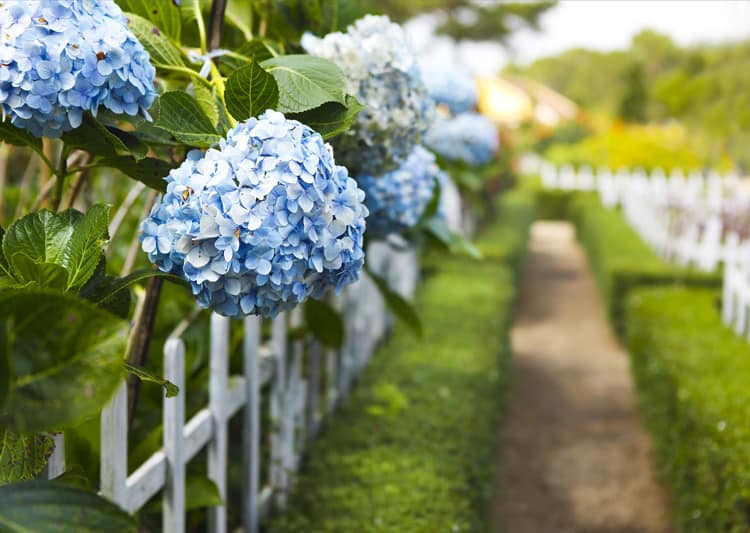 Blue Hydrangea Bloom