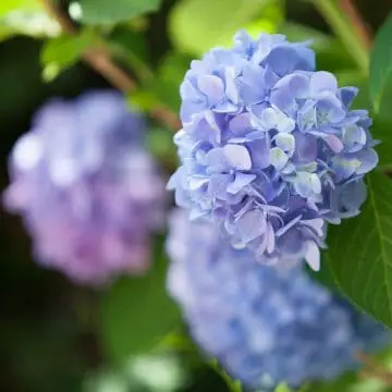 Blue Hydrangea Flower - Hydrangea Meaning