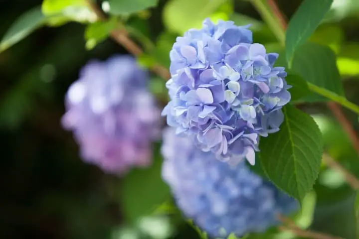 Blue Hydrangea Flower - Hydrangea Meaning