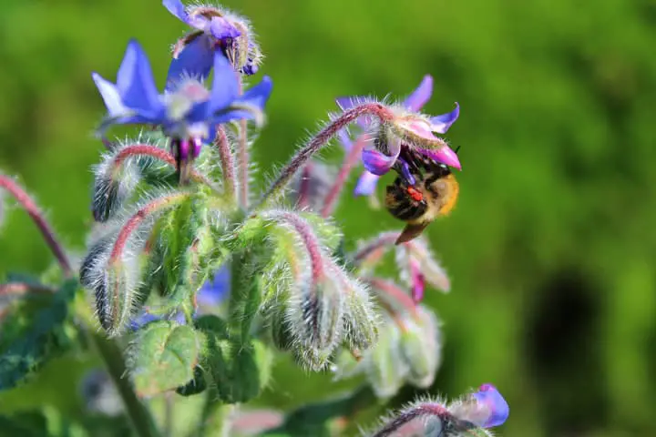 Borage Flower Attracting a Bee