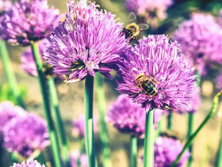 Chive Flower Pollinated by a Bee