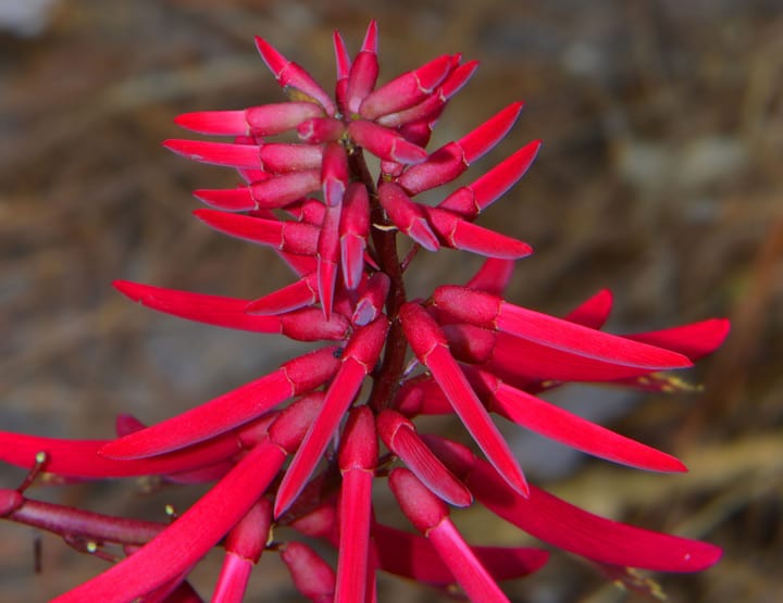 Coral Bean Flower