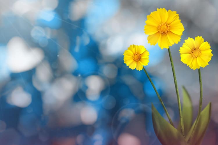 Coreopsis Flowers Close Up