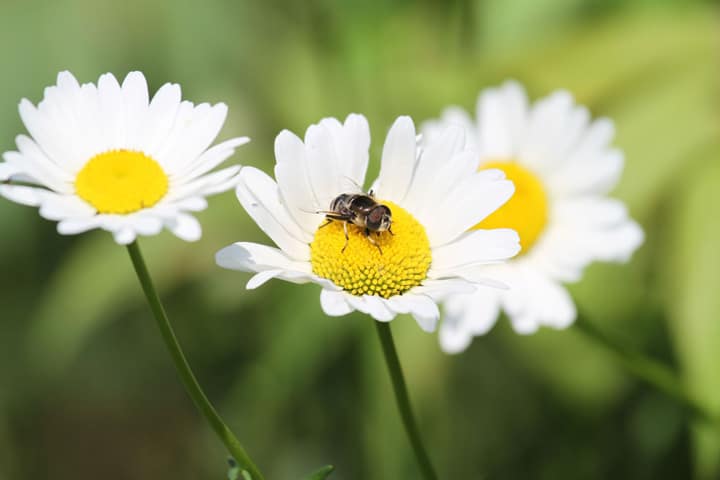 Daisy flower bloom