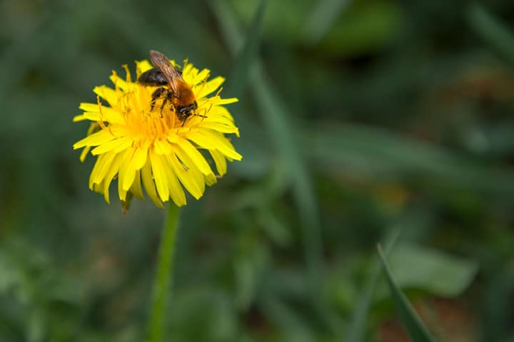 Dandelion Flower Bloom