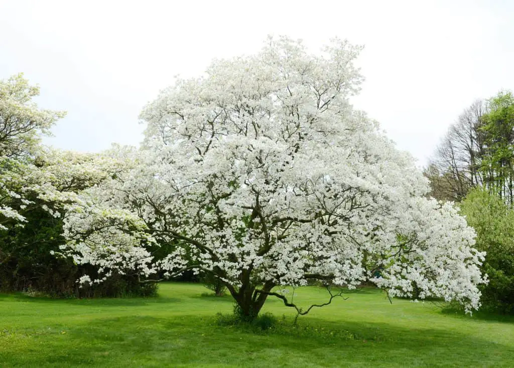 Legend of the Dogwood Tree What is it? Is it True?