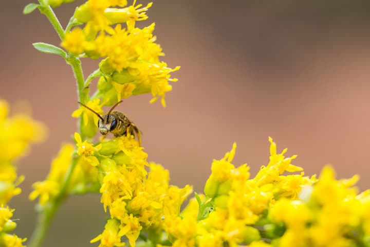 Goldenrod Flowers