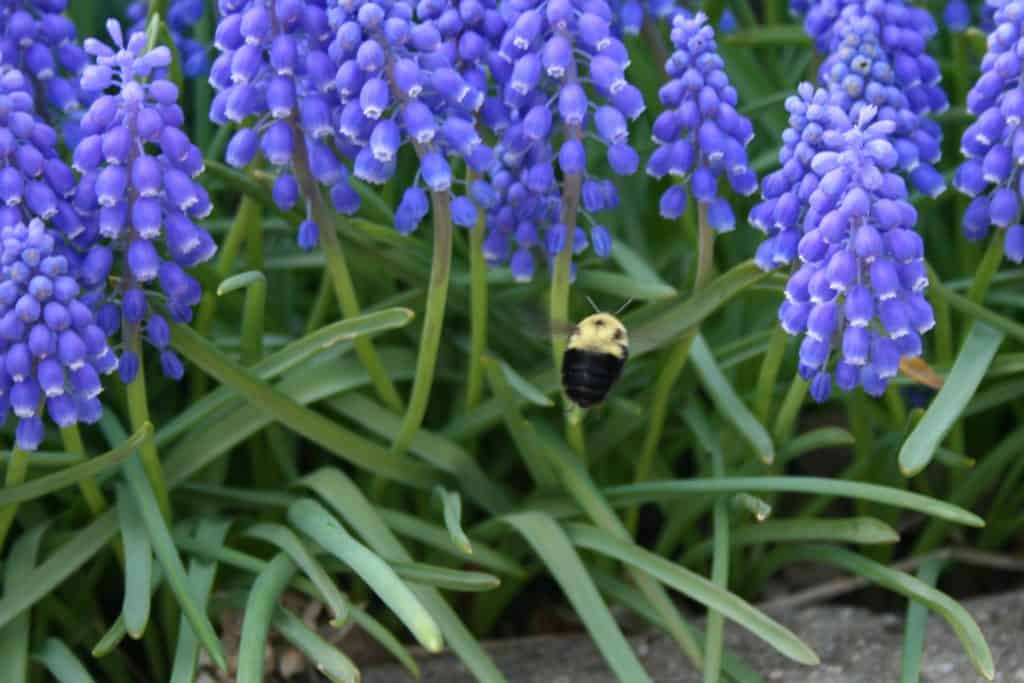 Grape Hyacinth Blooms Pollinated by Bee