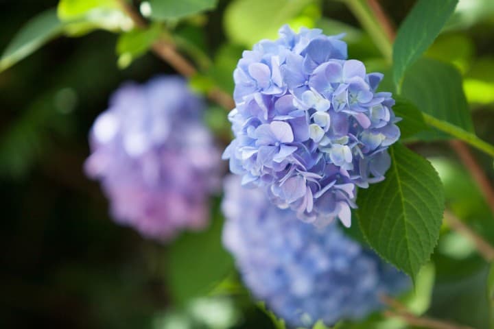 Close Up Hydrangea Bloom