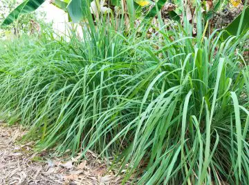 Lemongrass used in backyard landscaping