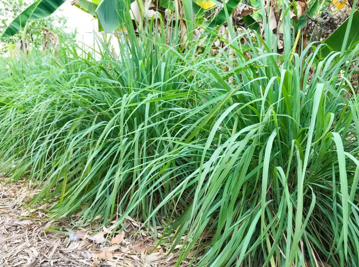 Lemongrass used in backyard landscaping