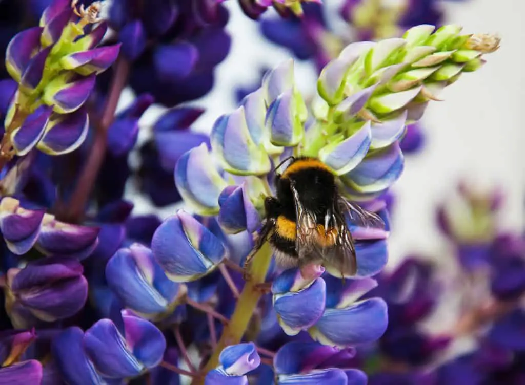 lupine flower blooms and bumblebee