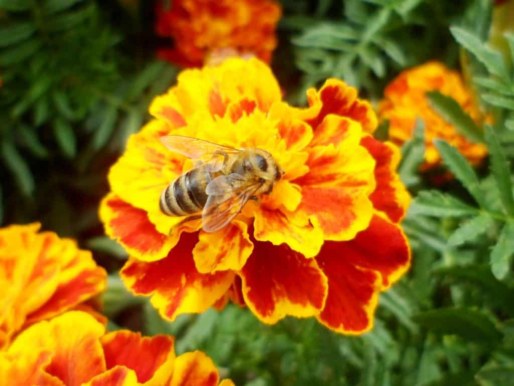 Marigold Blooms