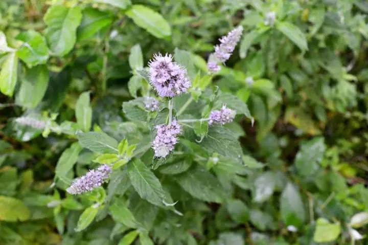 Mint Flowers visited by a Bee