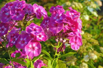 Beautiful pink phlox blooms in the summer