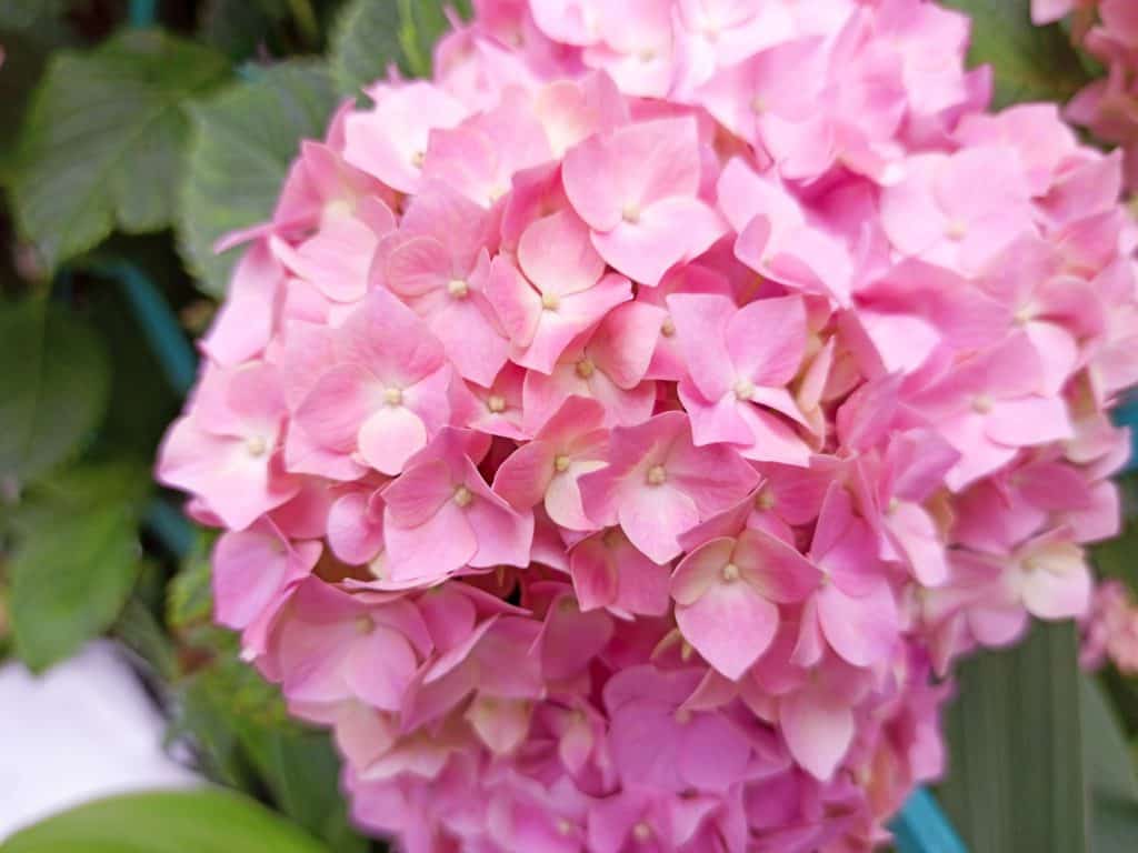 Pink Hydrangea Flower