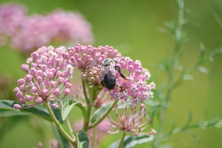 Pink Milkweed flower and bee