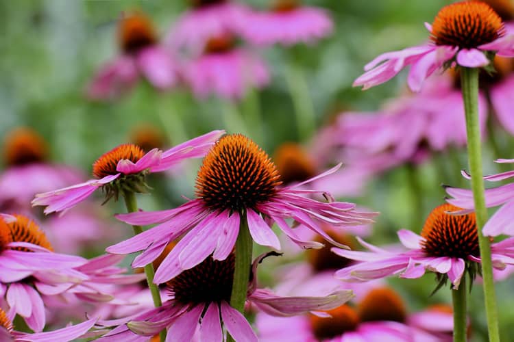 Purple Coneflower growing in Florida