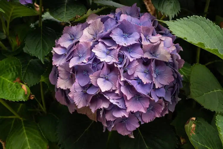 Purple Hydrangea Flower