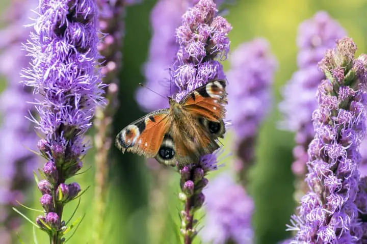 Purple Liatris Flower in Bloom - Florida Native Plants