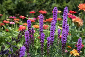 Purple Liatris in the Garden