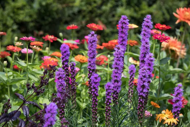 Purple Liatris in the Garden - a beautiful native Florida flower
