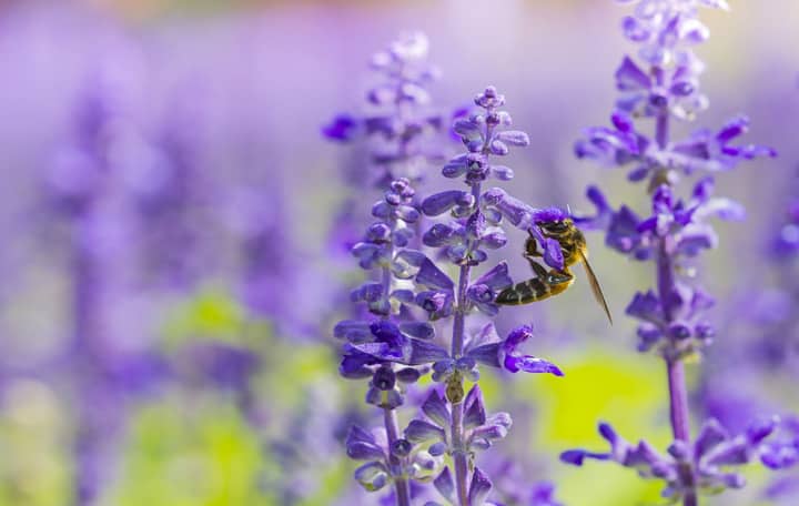 Purple Salvia Blooms 