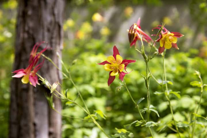 Red Columbine Flower