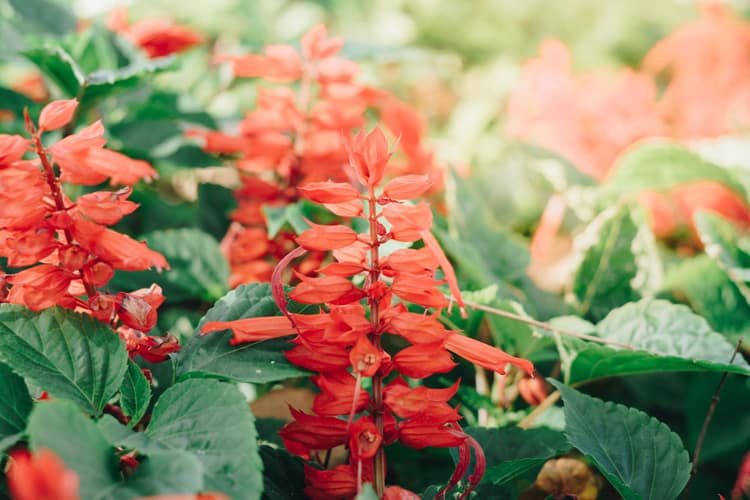 Scarlet Red Salvia growing in Florida