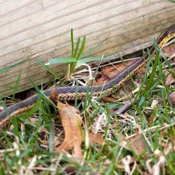 Snake in backyard