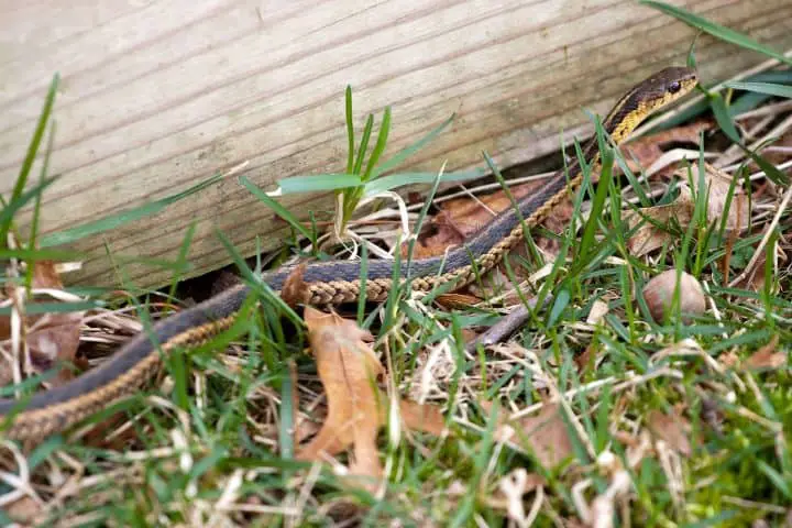Snake in backyard