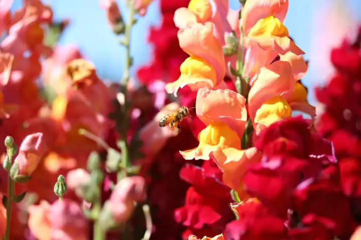 Snapdragon blooms with bee