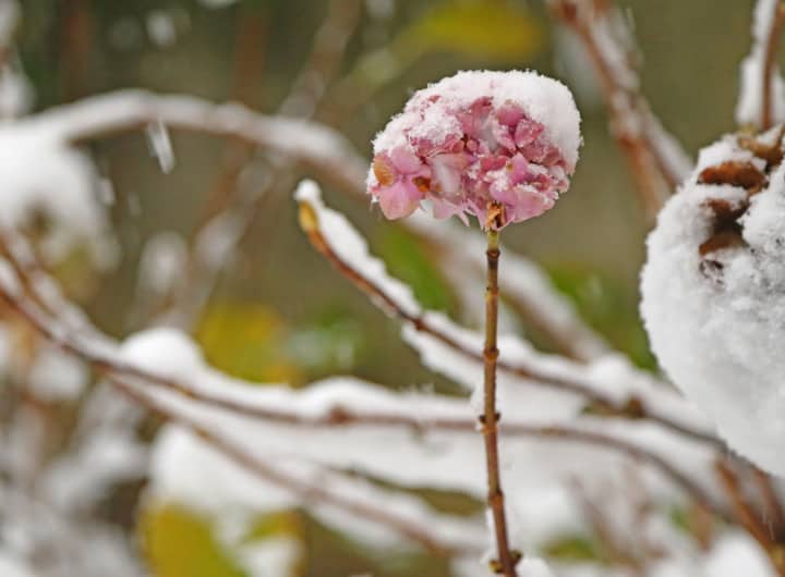 A snow covered Hydrangea Bloom