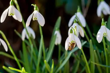 Snowdrop blooms with bees