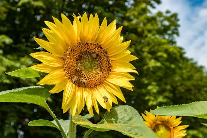 Sunflower with bee