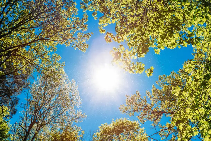 Sunlight Shining Down Through the Trees