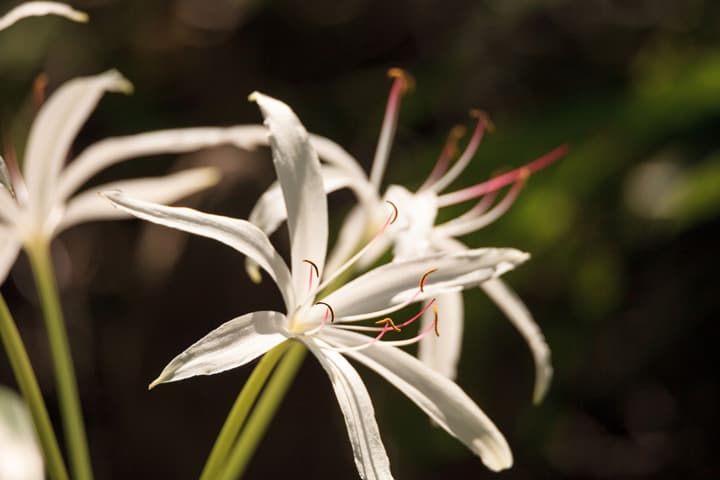 Swamp Lily Flower Native to Florida