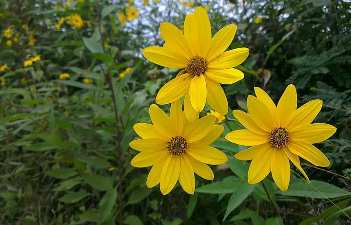 Swamp Sunflower growing in Florida