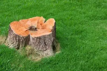 Tree Stump in Yard