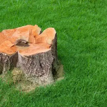 Tree Stump in Yard